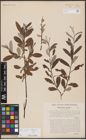 Foto von Salix aurita L. x Salix eleagnos Scop.